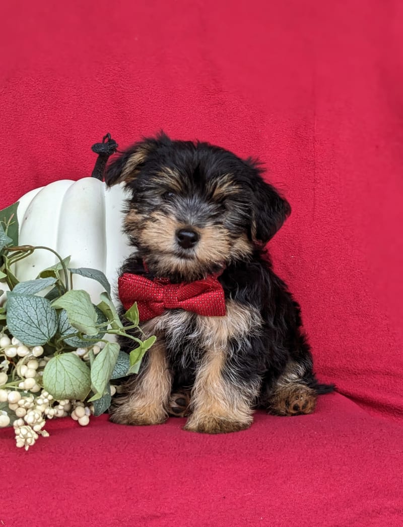 Jeffrey Yorkshire Terrier Puppy for Sale in Lancaster, PA Lancaster