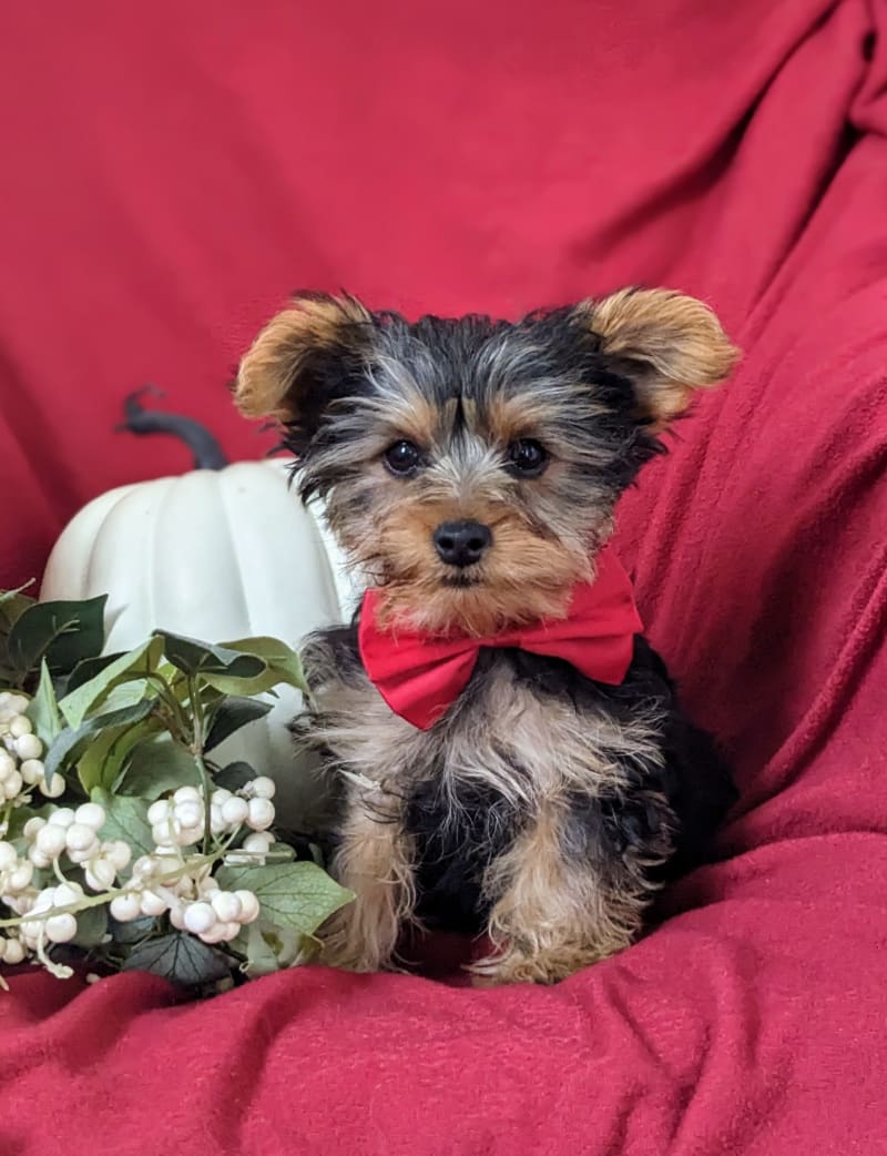 Tobie Yorkshire Terrier Puppy for Sale in Lancaster, PA Lancaster