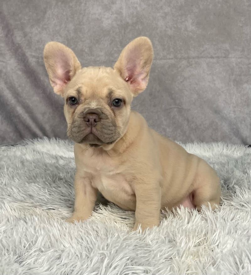 Ginger - French Bulldog Puppy for Sale in Winesburg, OH | Lancaster Puppies