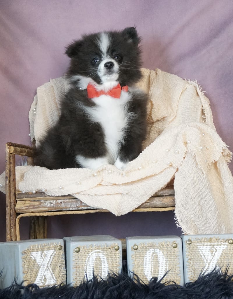 Panda Pomeranian Puppy for Sale in WARSAW, IN Lancaster Puppies