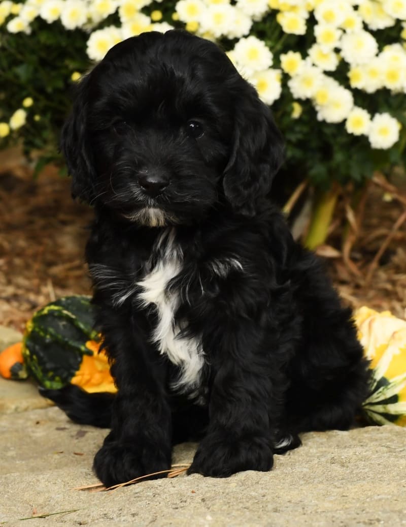 Keegan Sold Cavapoo Puppy for Sale in Wooster, OH Lancaster Puppies