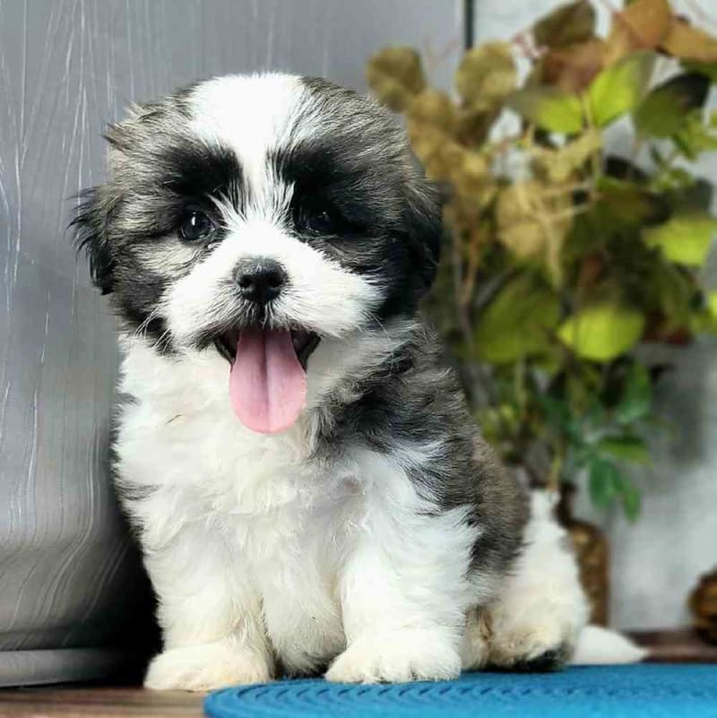 Brooke Maltese and Shih Tzu Hybrid Puppy for Sale in Mount Vernon, OH