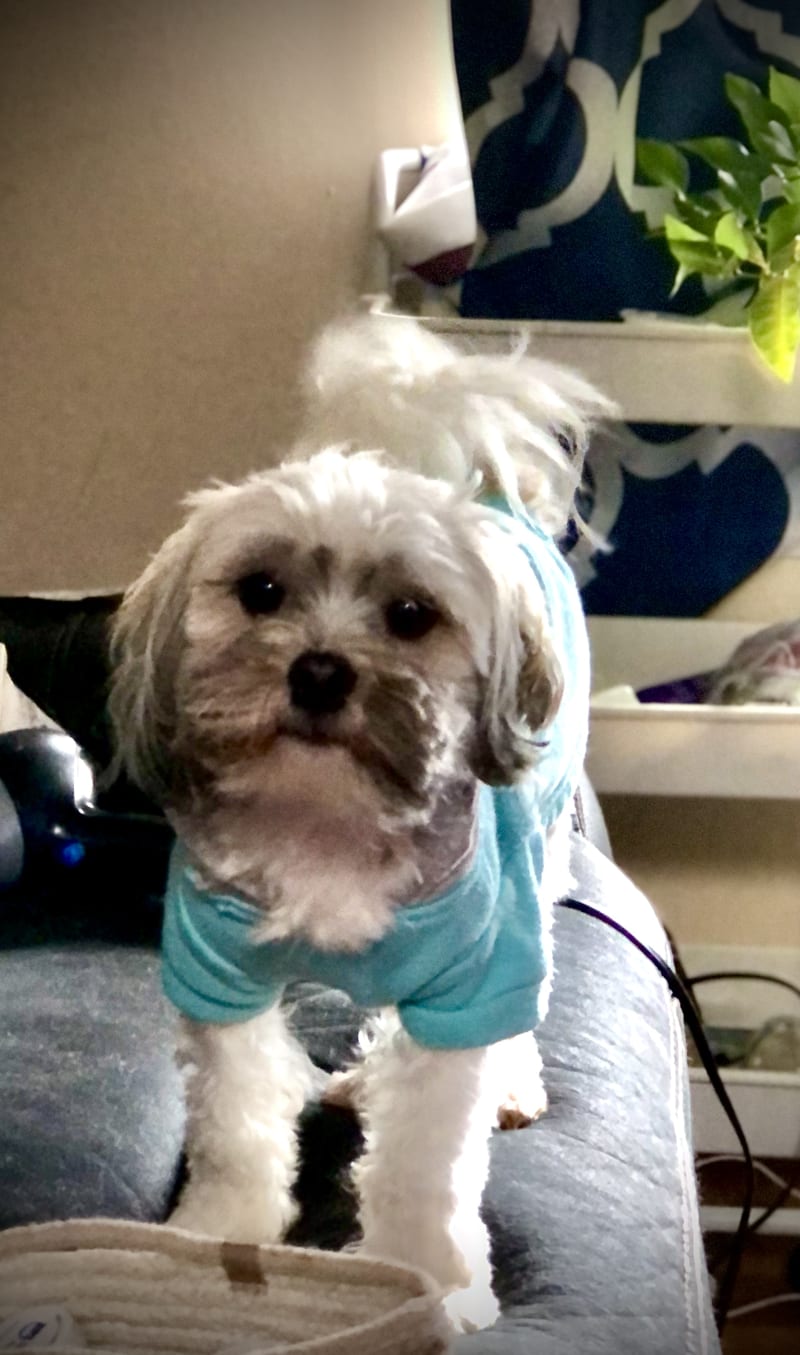 Johnny D Havanese and Shih Tzu Hybrid Puppy for Sale in Middle Island