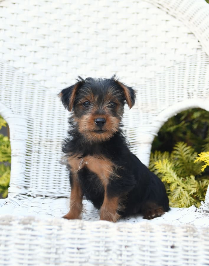 Buddy Yorkshire Terrier Puppy for Sale in Christiana, PA Lancaster