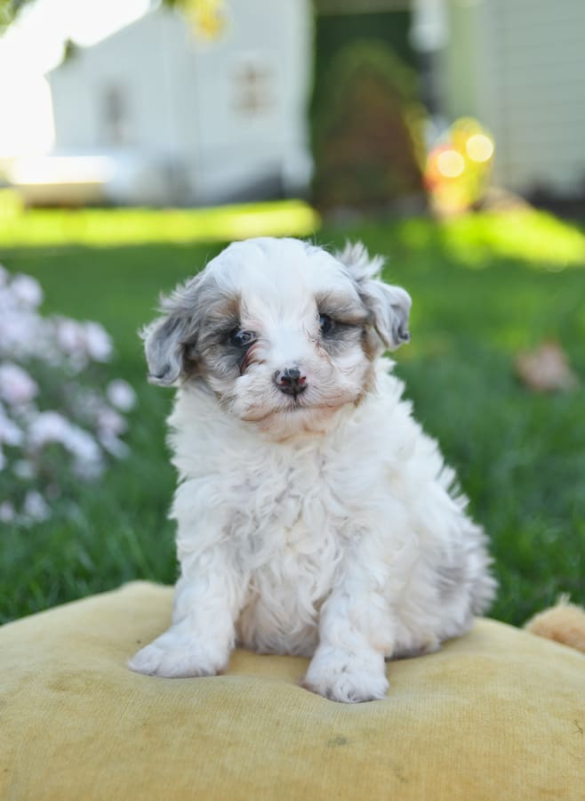 Cedar Cavapoo Puppy for Sale in Cochranville, PA Lancaster Puppies