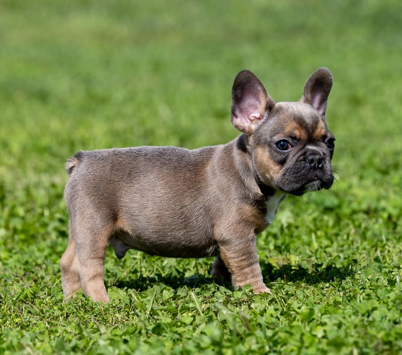 Karley - French Bulldog Puppy for Sale in Mifflinburg, PA | Lancaster ...