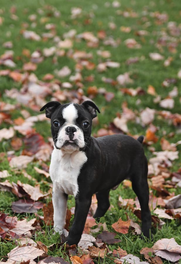 Jagger - Boston Terrier Puppy for Sale in Dornsife, PA | Lancaster Puppies