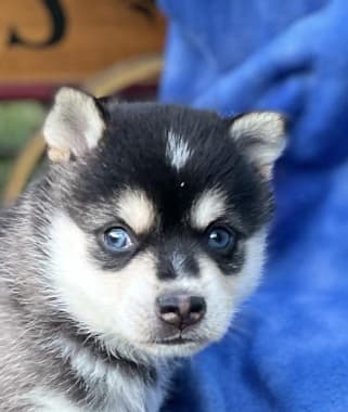 The Alaskan Klee Kai So adorable  Alaskan klee kai, Unique dog breeds,  Hybrid dogs