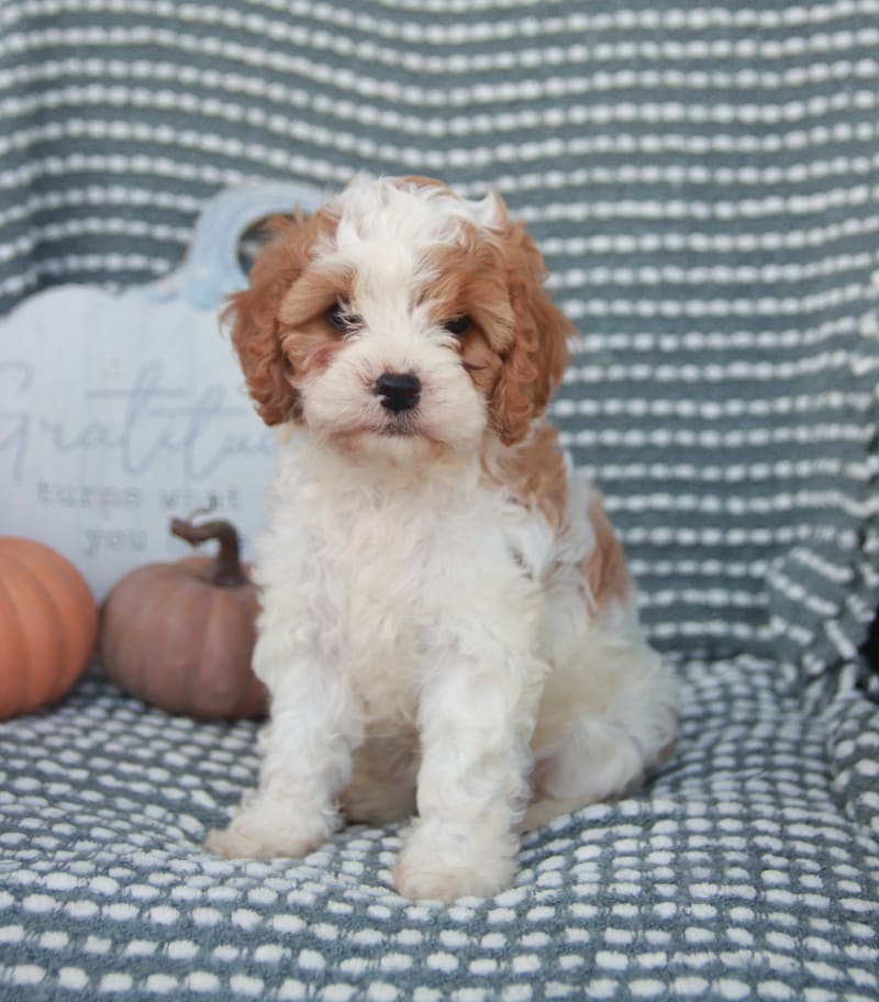 Ginger Cavapoo Puppy for Sale in Ickesburg, PA Lancaster Puppies