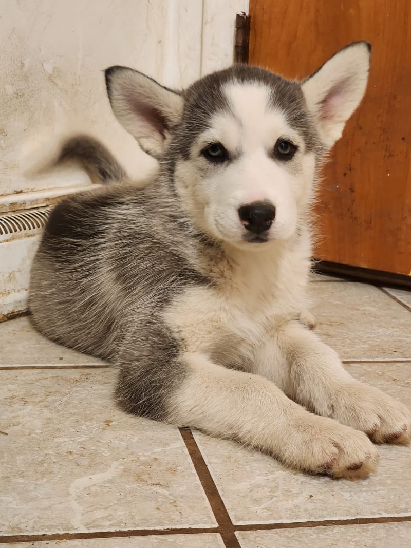Ajax Alaskan Malamute and Siberian Husky Hybrid Puppy for Sale in