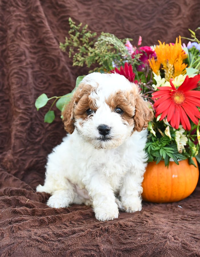 Pumpkin Cavapoo Puppy for Sale in Christiana, PA Lancaster Puppies