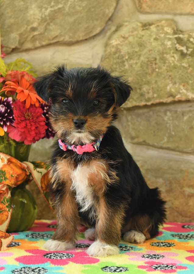 Patsy Yorkshire Terrier Puppy for Sale in Loganton, PA Lancaster
