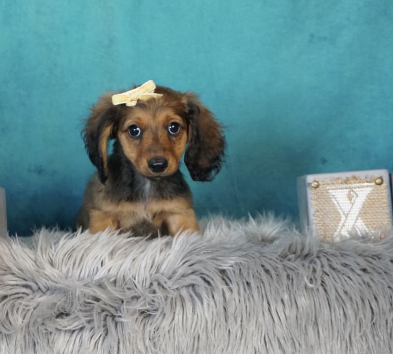 Marissa Dachshund Miniature Puppy for Sale in WARSAW, IN Lancaster