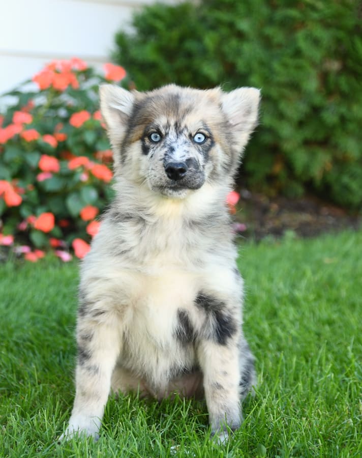 Rita Pomsky Puppy for Sale in Honey Brook, PA Lancaster Puppies