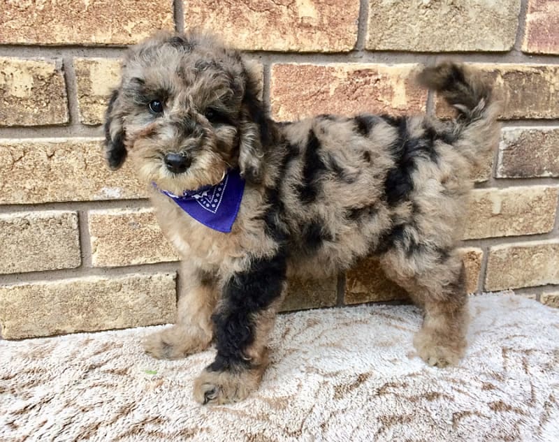 Merle sheepadoodle puppies 2025 for sale