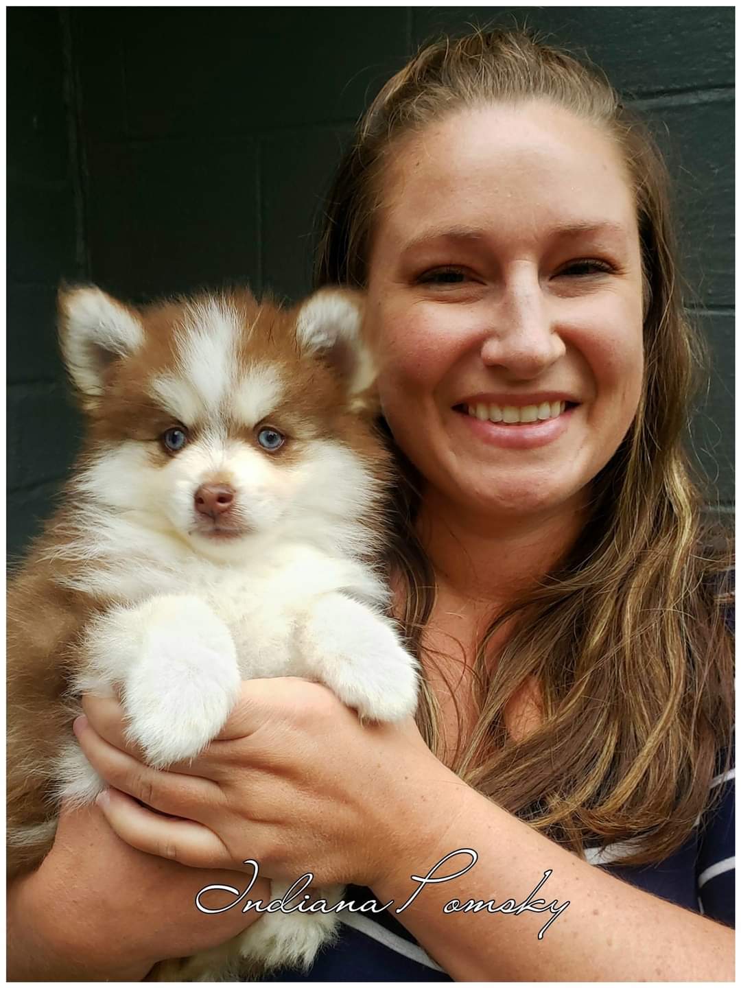 Indiana Pomsky Lancaster Puppies