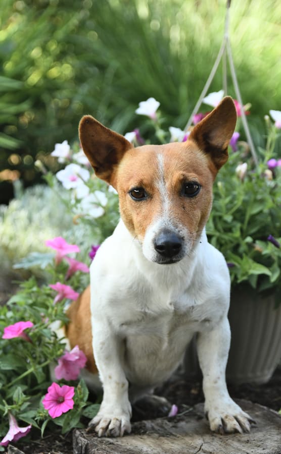Morning Star Kennel Lancaster Puppies