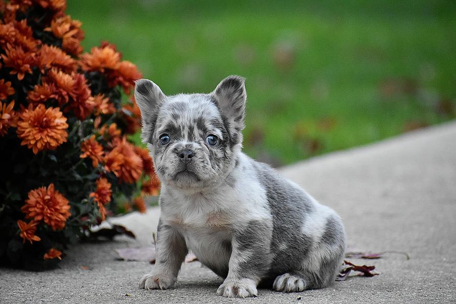 Elmer King | Lancaster Puppies