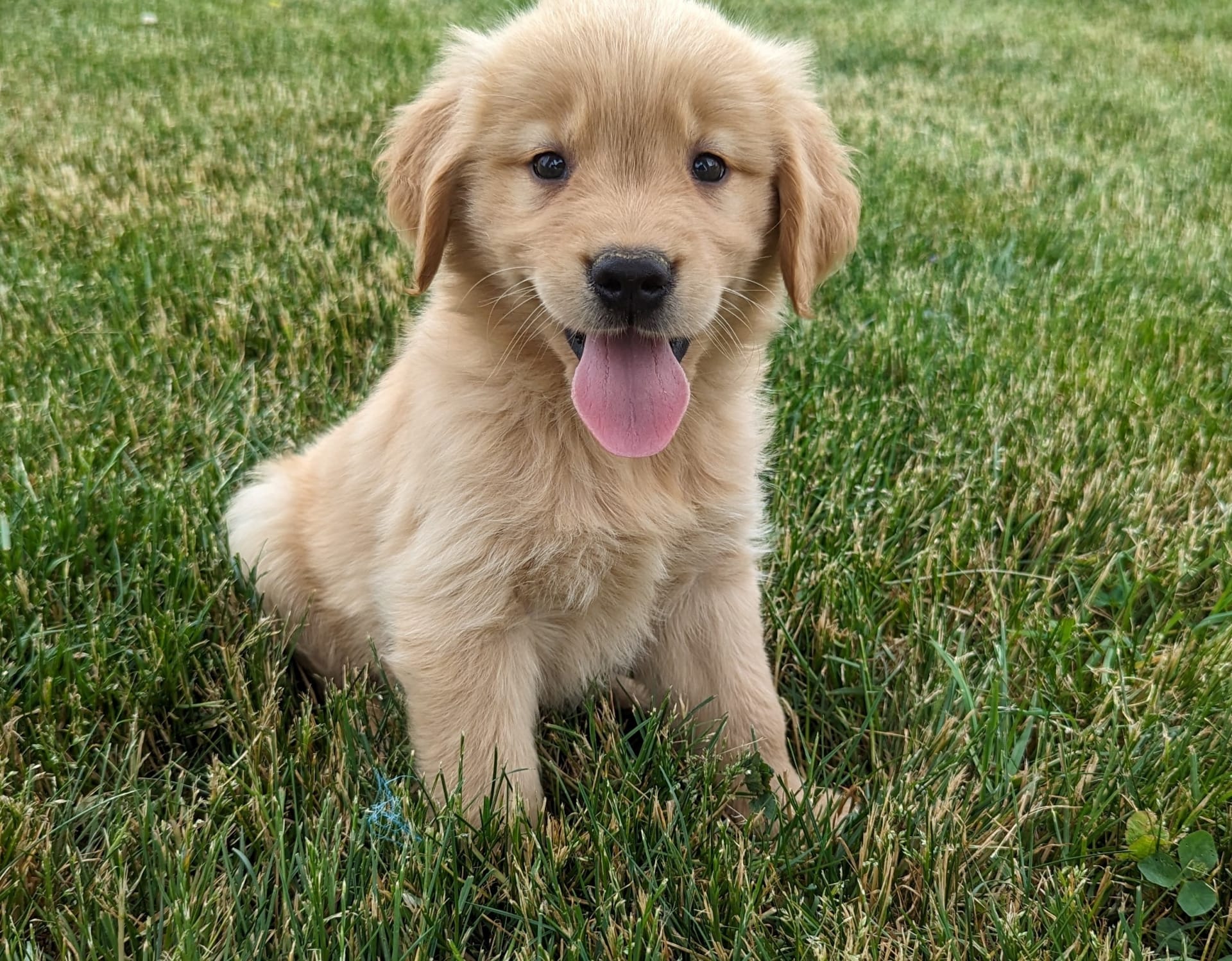 Alvin Stoltzfus Lancaster Puppies