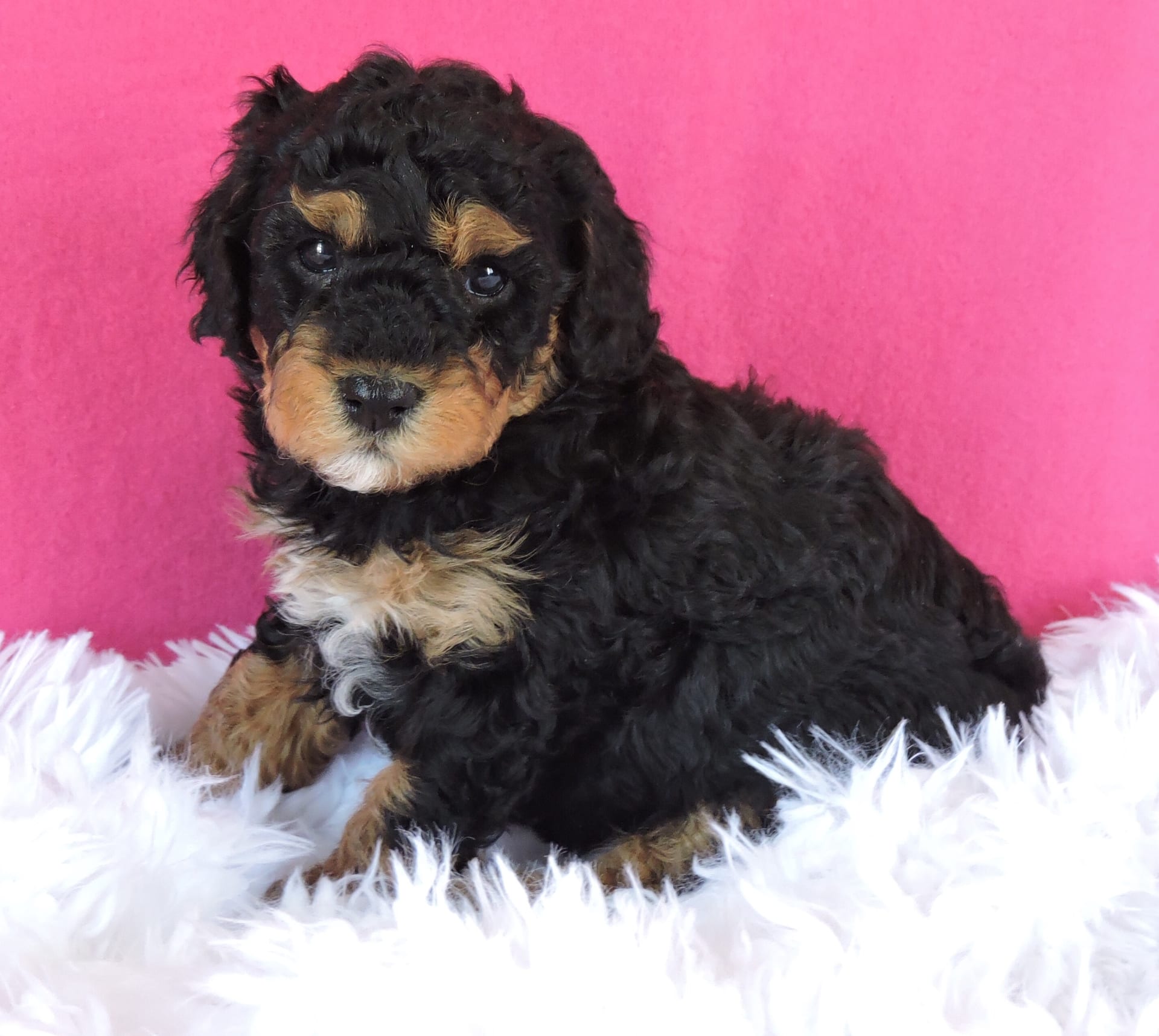 Henry Beiler Lancaster Puppies
