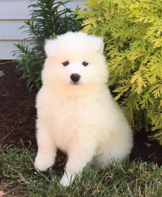 Jonathan Lapp Lancaster Puppies