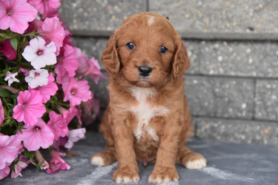 John Esh Lancaster Puppies