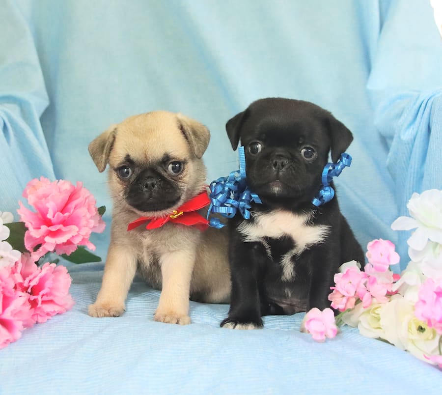 Melinda Lapp Lancaster Puppies