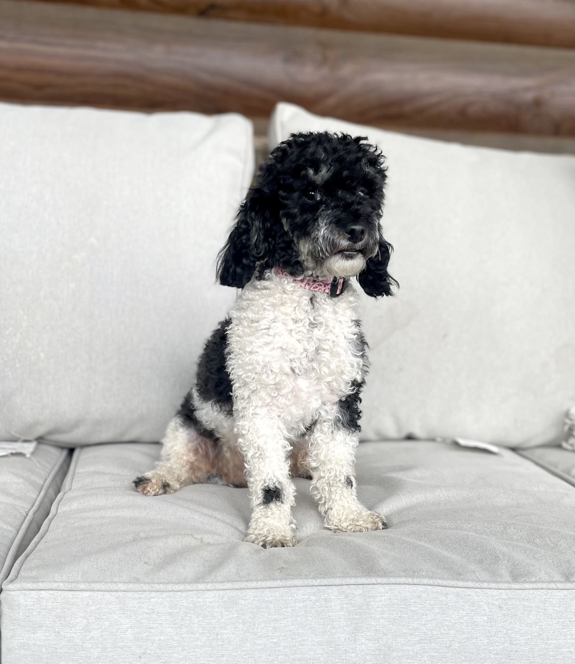 Mervin Lapp Lancaster Puppies