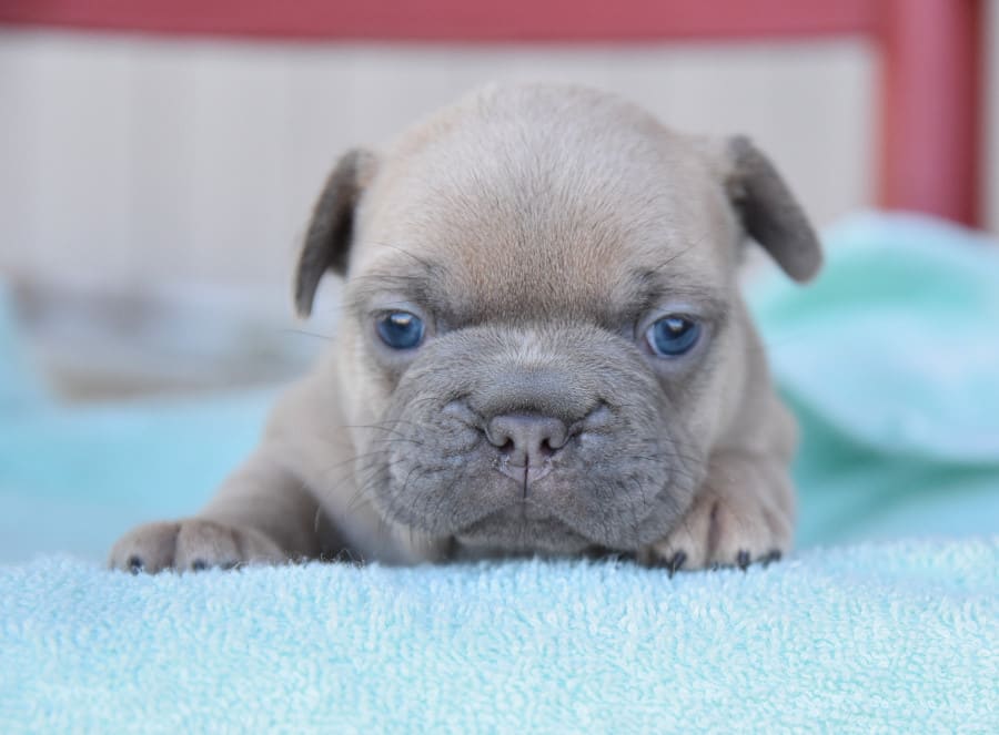 Breeders Search Lancaster Puppies