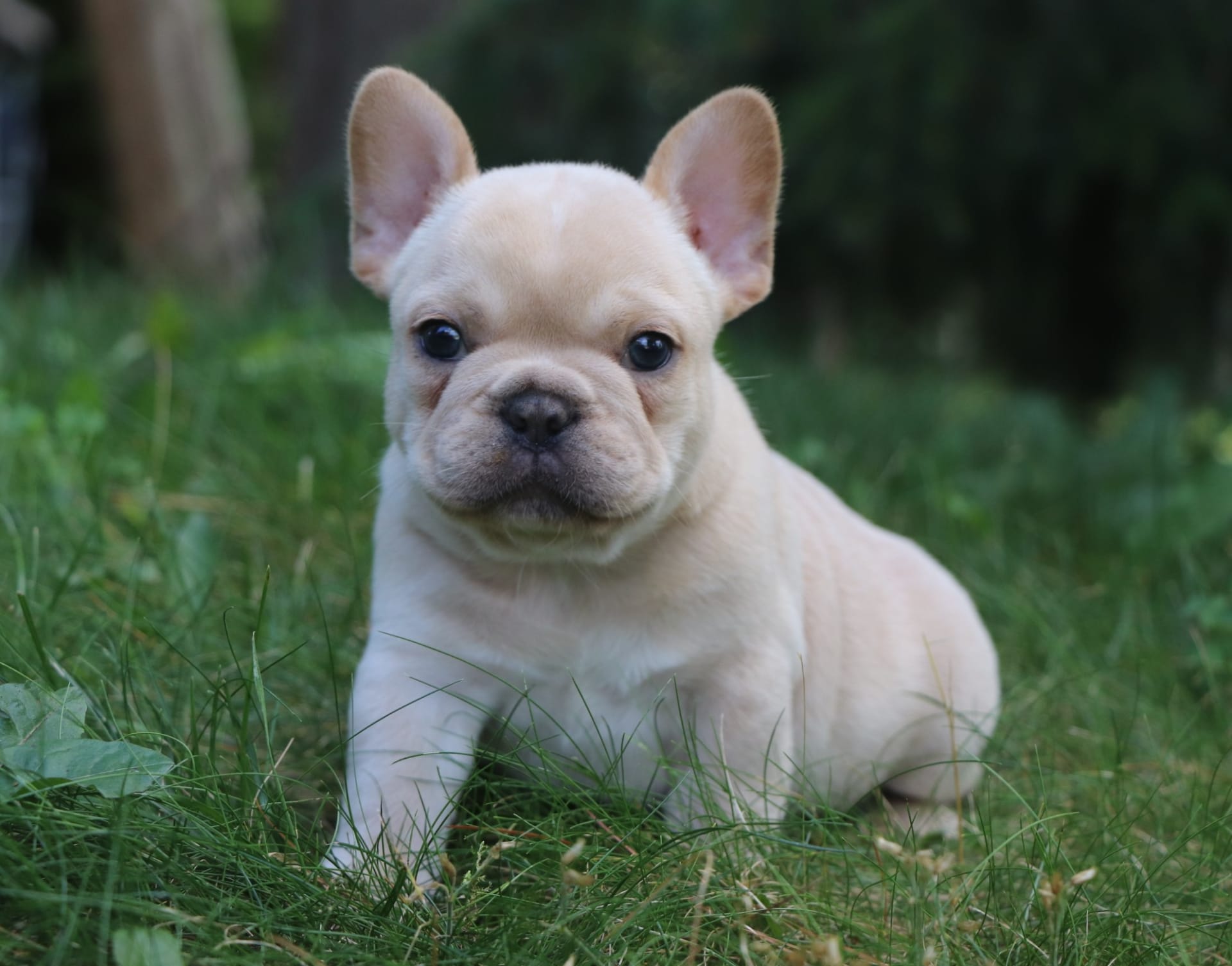 John Lapp Lancaster Puppies