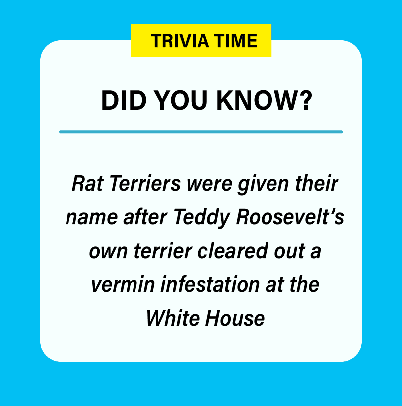 Did you know Rat Terriers were given their name after Teddy Roosevelt's own terrier cleared out a vermin infestation at the White House