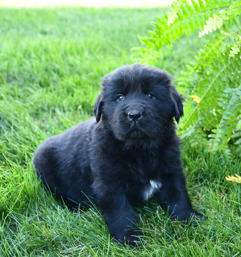 Ginger - Newfoundland Puppy for Sale in Leola, PA | Lancaster Puppies