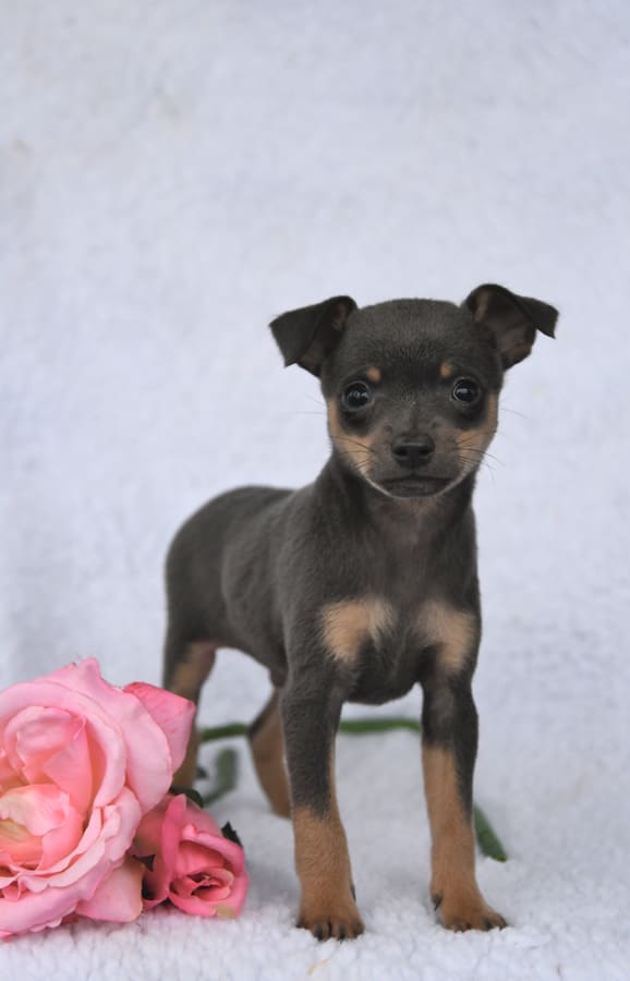 Buddy Miniature Pinscher and Chihuahua Hybrid Puppy for Sale in