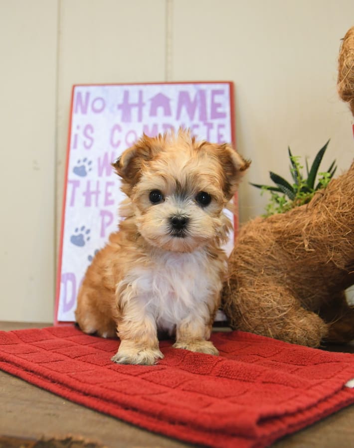 morkies puppies