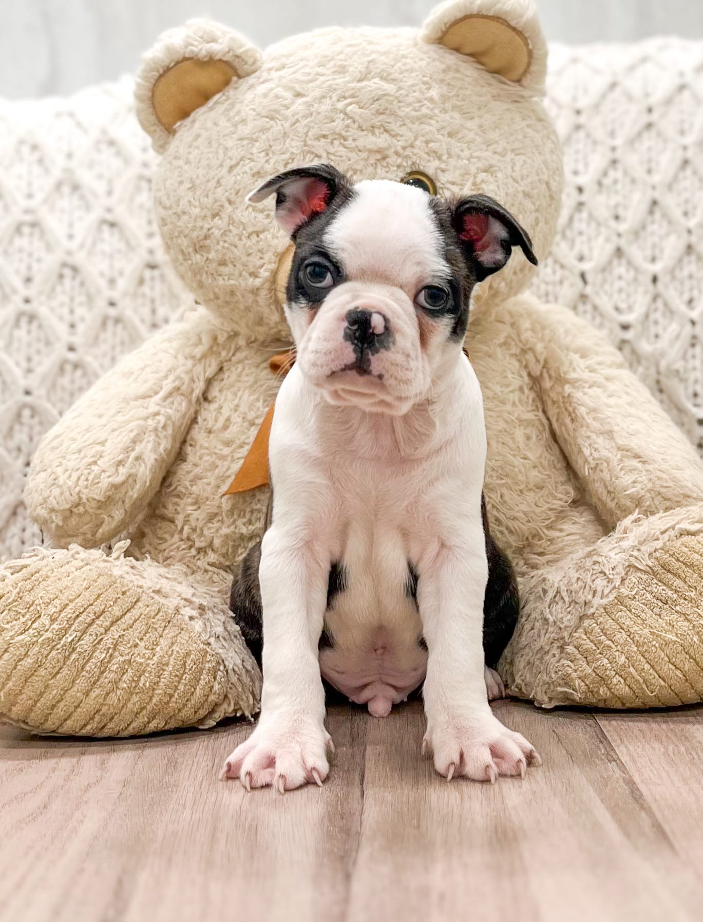 Leo Puppy - Frenchton Puppy for Sale in Dayton, OH