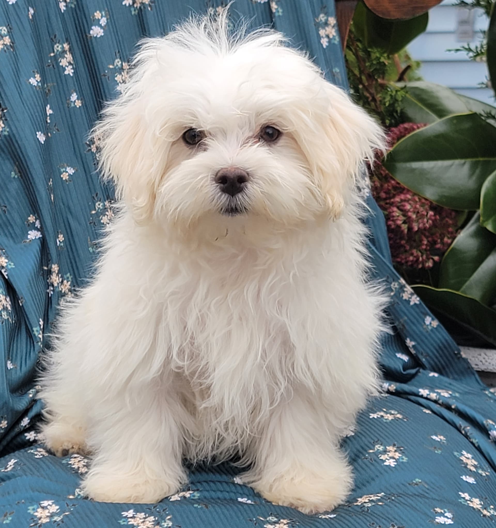 Clover Yorkiepoo Puppy for Sale in Penn yan, NY Lancaster Puppies