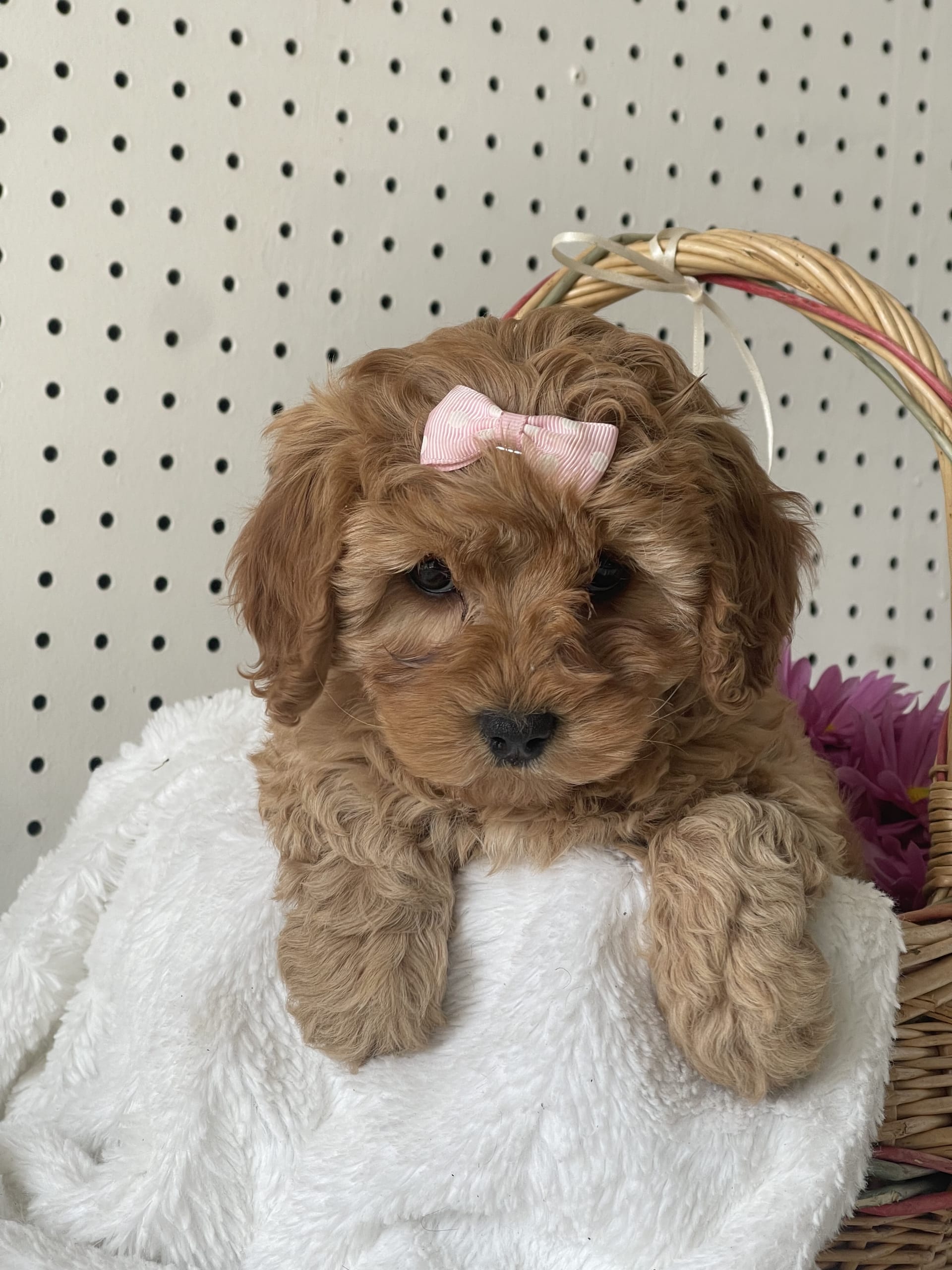 Stella Cavapoo Puppy for Sale in Penn Yan, NY Lancaster Puppies