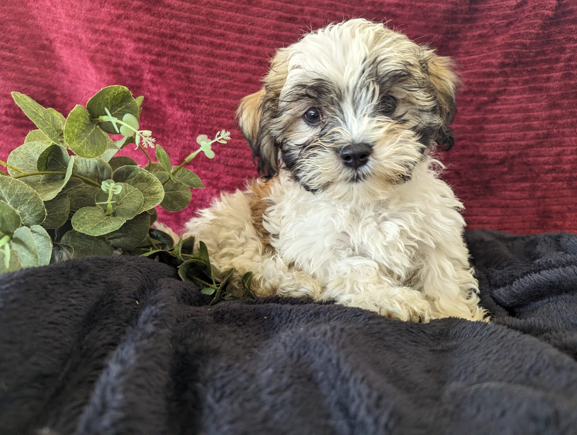 Alex Maltese and Shih Tzu Hybrid Puppy for Sale in malone, NY Lancaster Puppies