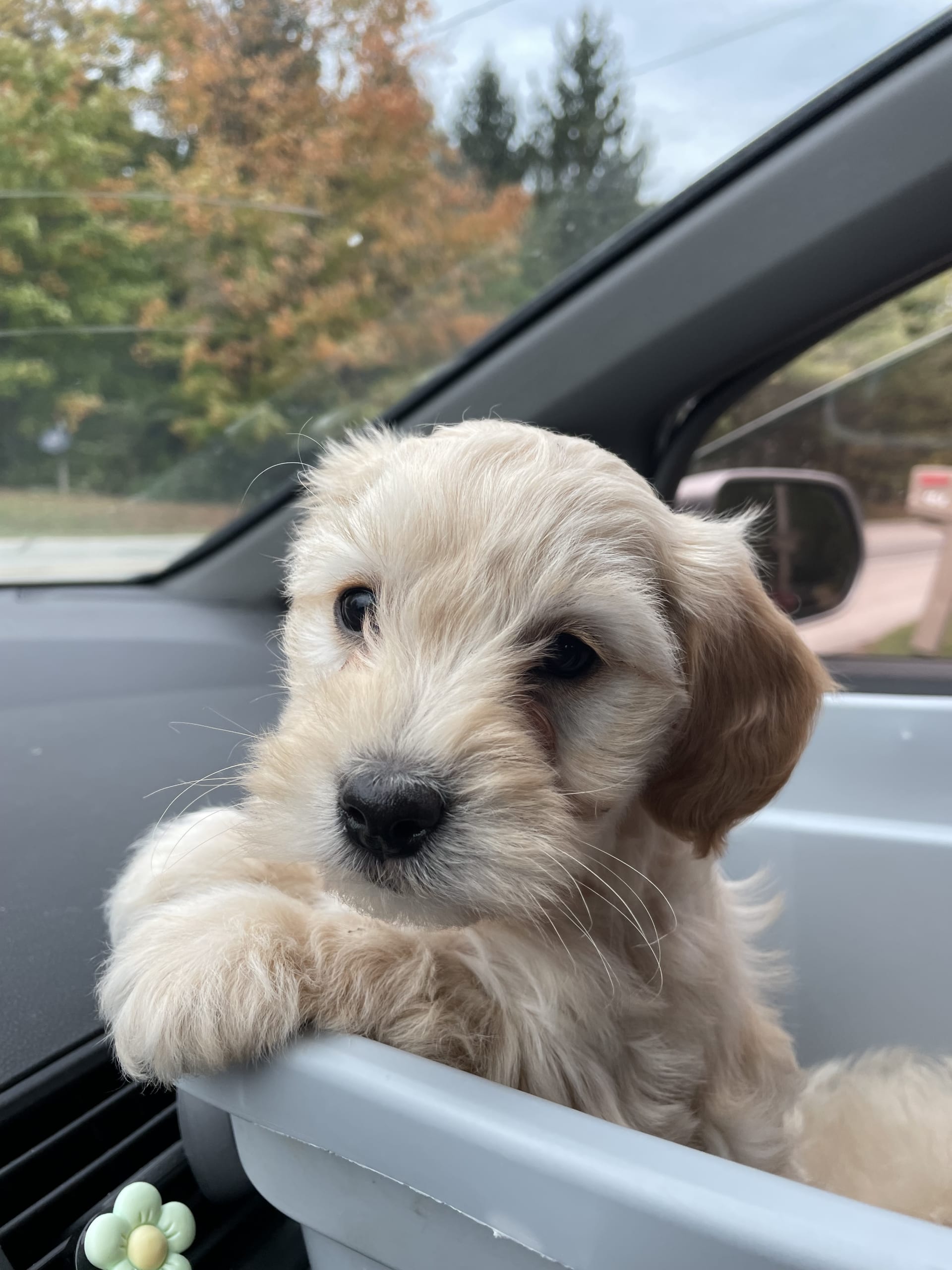 Ariel Schnoodle Puppy for Sale in Middlefield, OH Lancaster Puppies