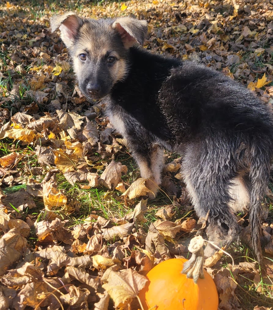 Maggie's Kennels Lancaster Puppies