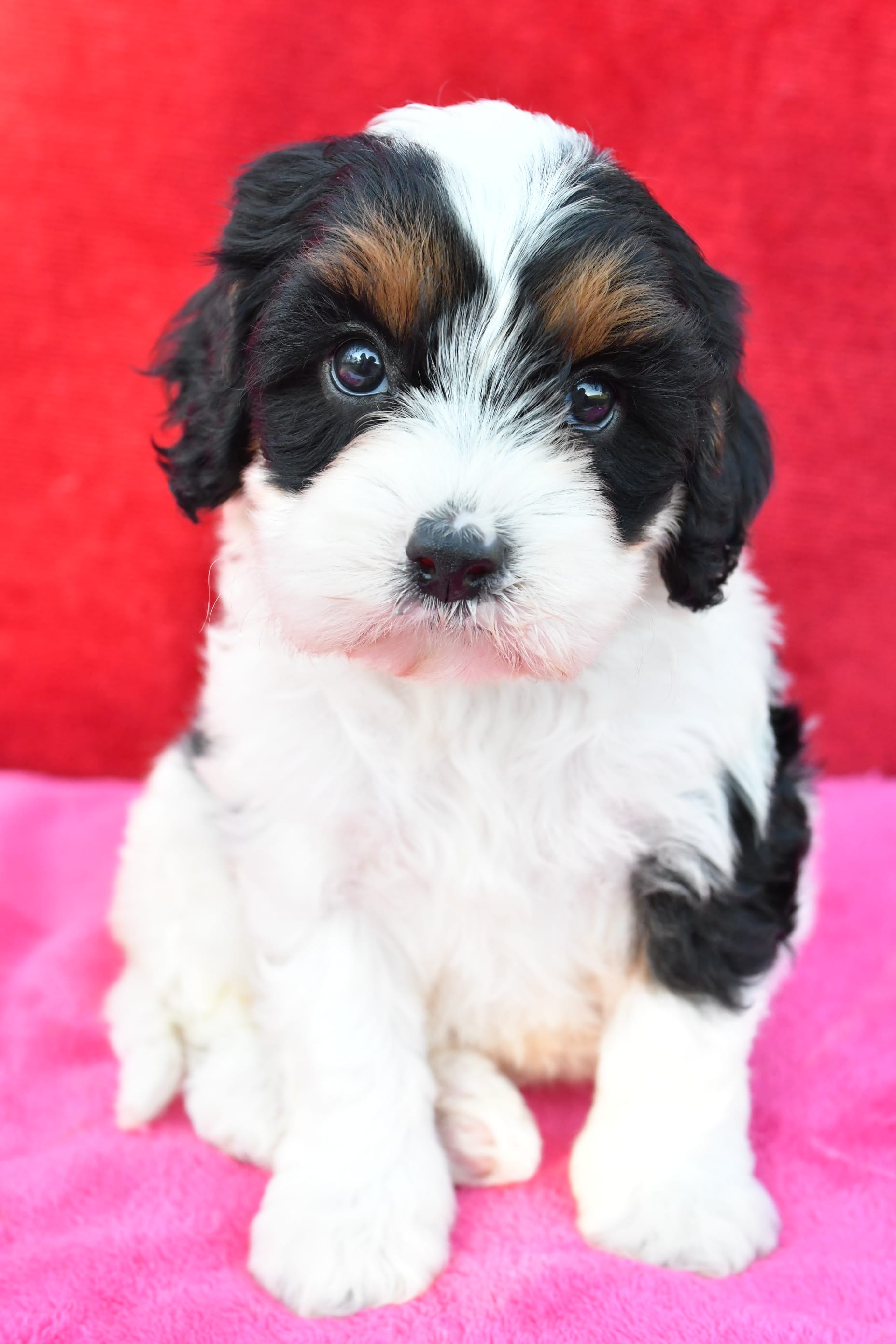 Sadie Cavapoo Puppy for Sale in Dundee, OH Lancaster Puppies