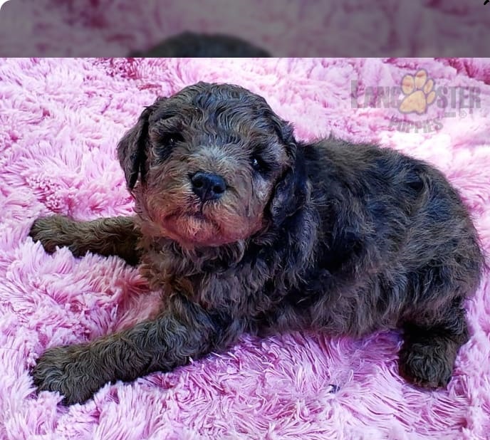 Broomfield Kennel Lancaster Puppies
