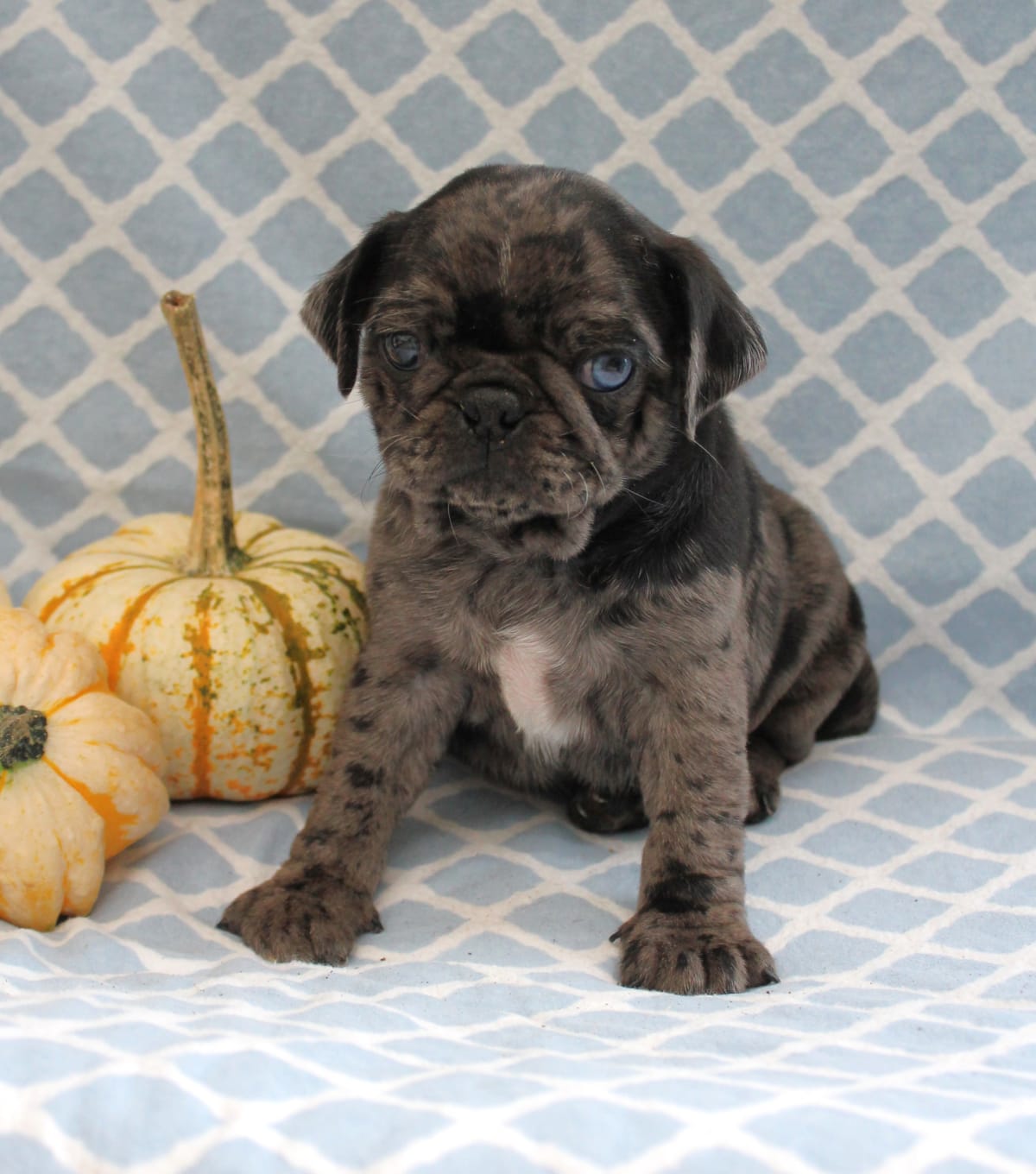Henry K | Lancaster Puppies
