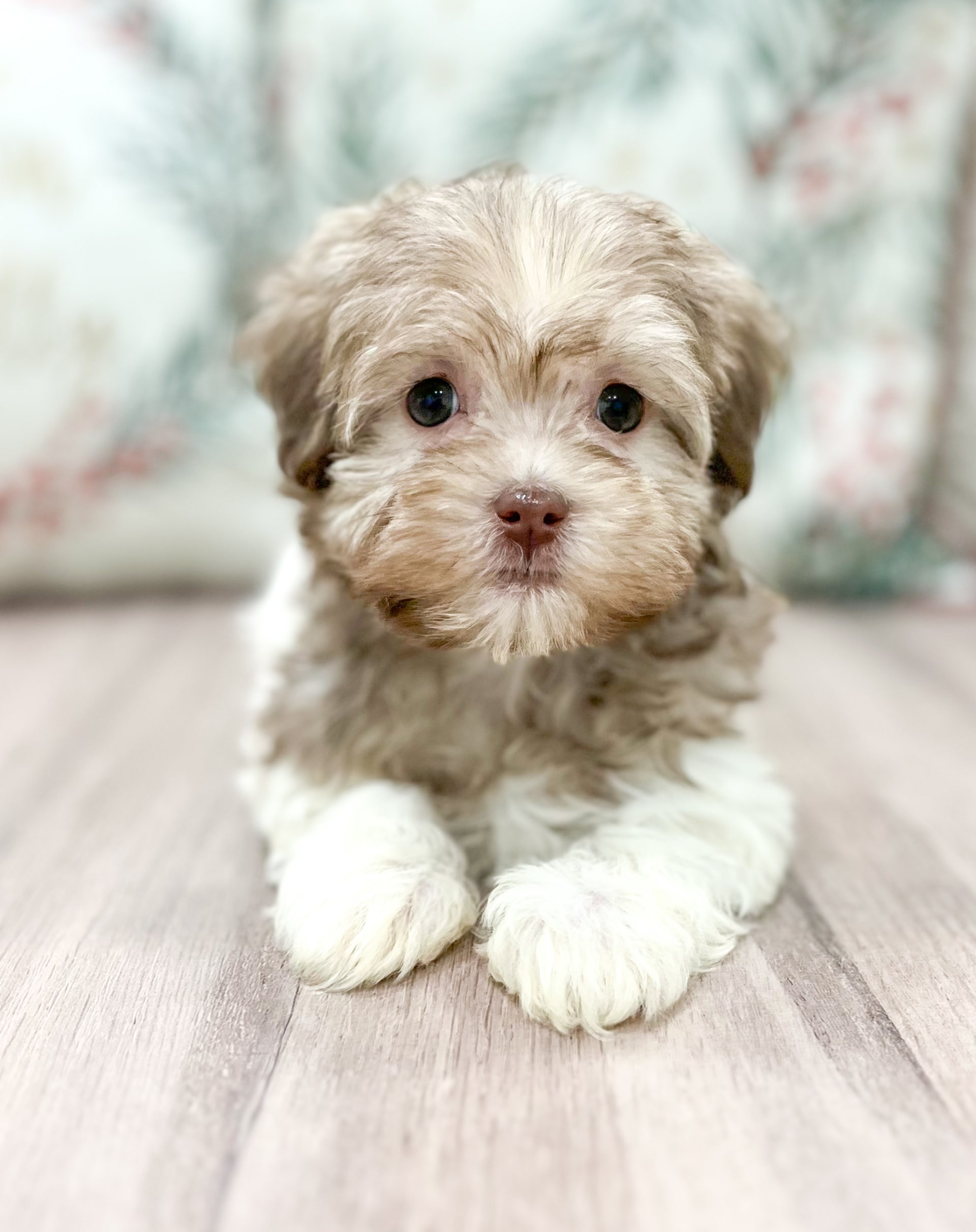 Is Lancaster Puppies In Ohio A Puppy Mill Lana - Havanese Puppy for Sale in Millersburg, OH | Lancaster Puppies