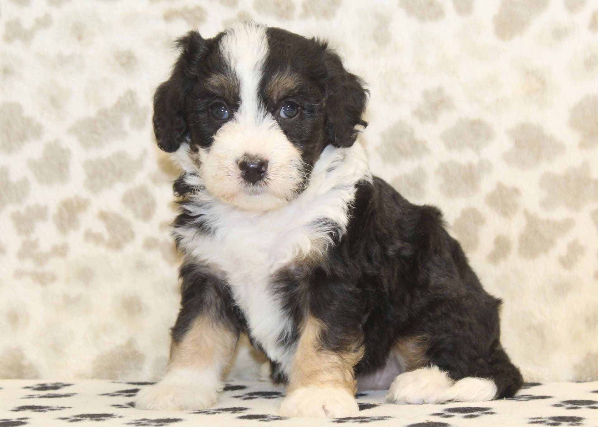 Pearl Mini Bernedoodle Puppy for Sale in Denver, PA, PA Lancaster
