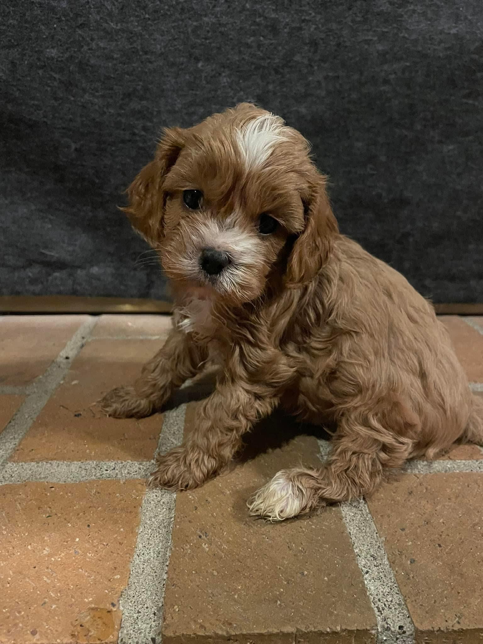 Carmel Cavalier King Charles Spaniel and Cavapoo Hybrid Puppy for