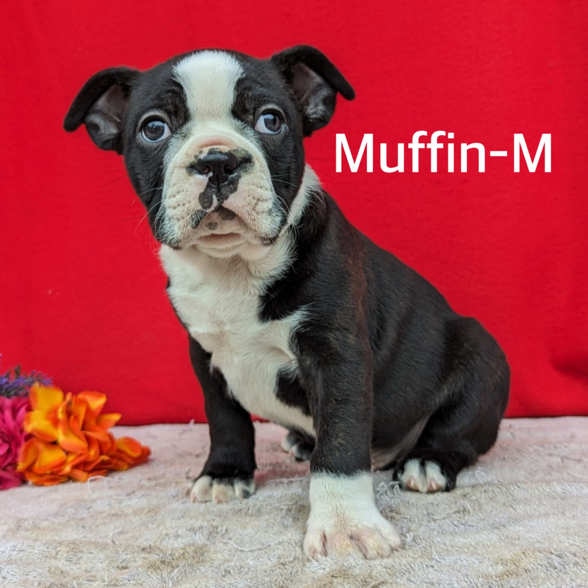 Muffin Boston Terrier Puppy for Sale in Narvon, PA Lancaster Puppies