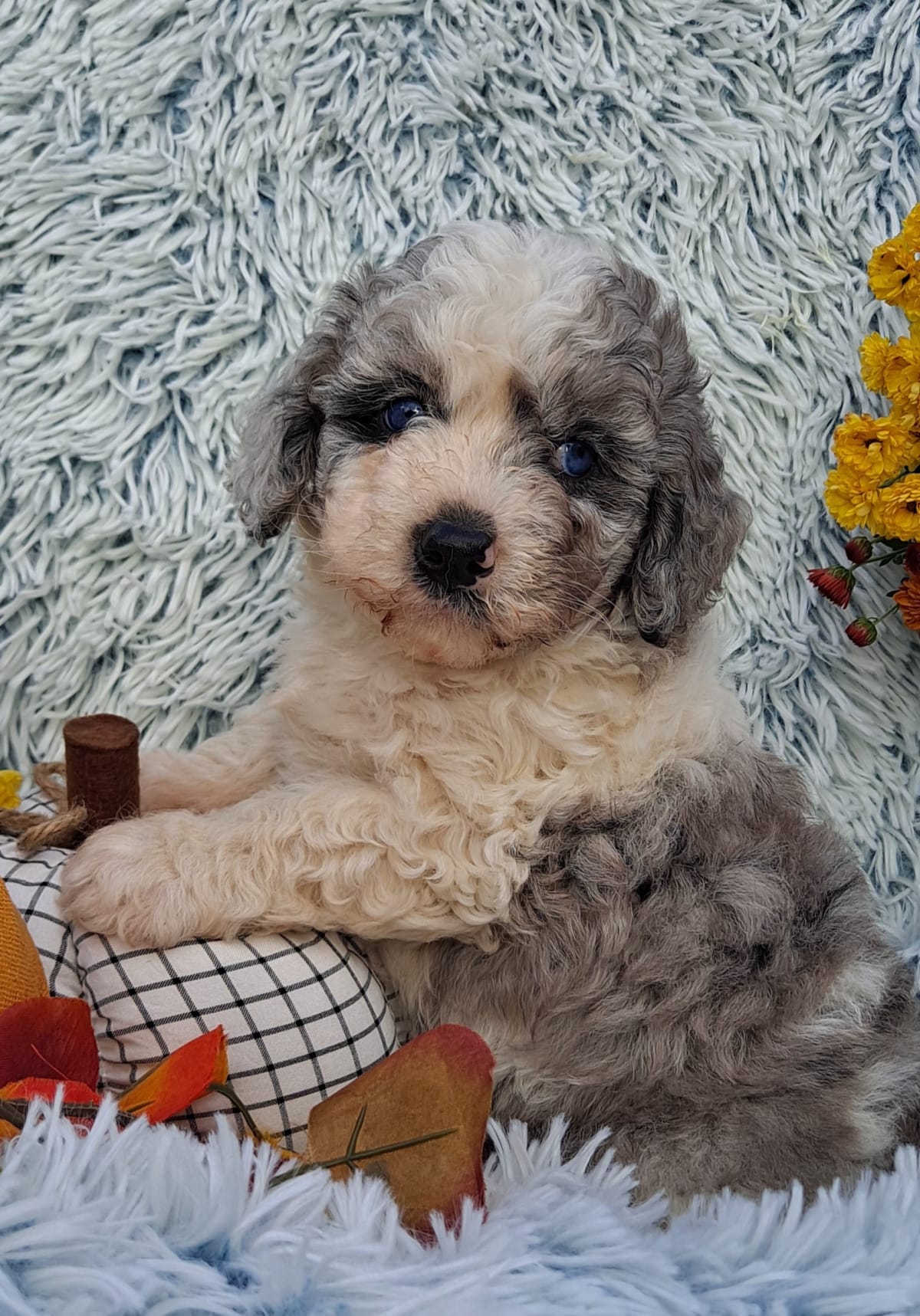 Ephraim Lapp Lancaster Puppies