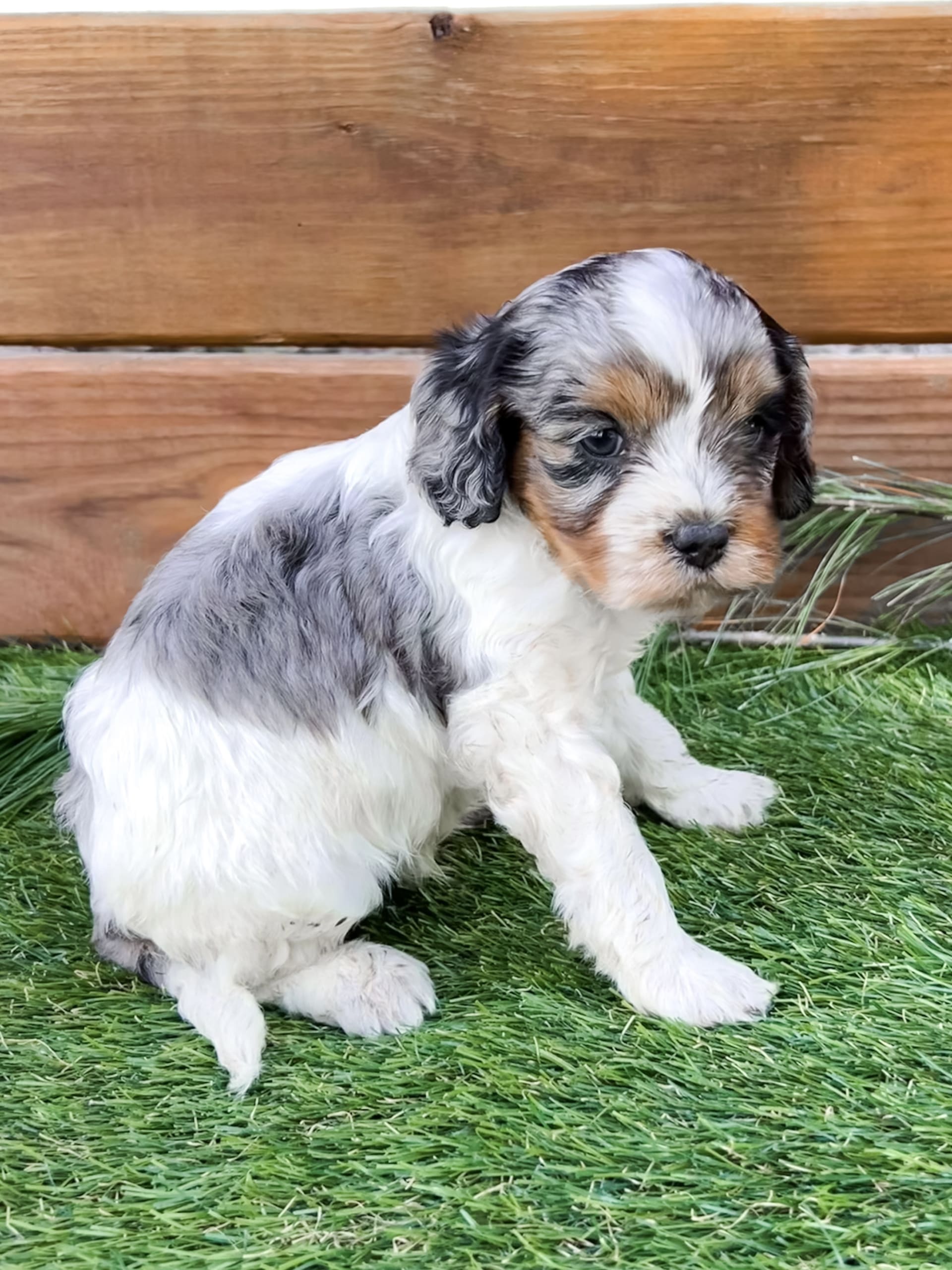 Indy Cavapoo Puppy for Sale in Goshen, IN Lancaster Puppies