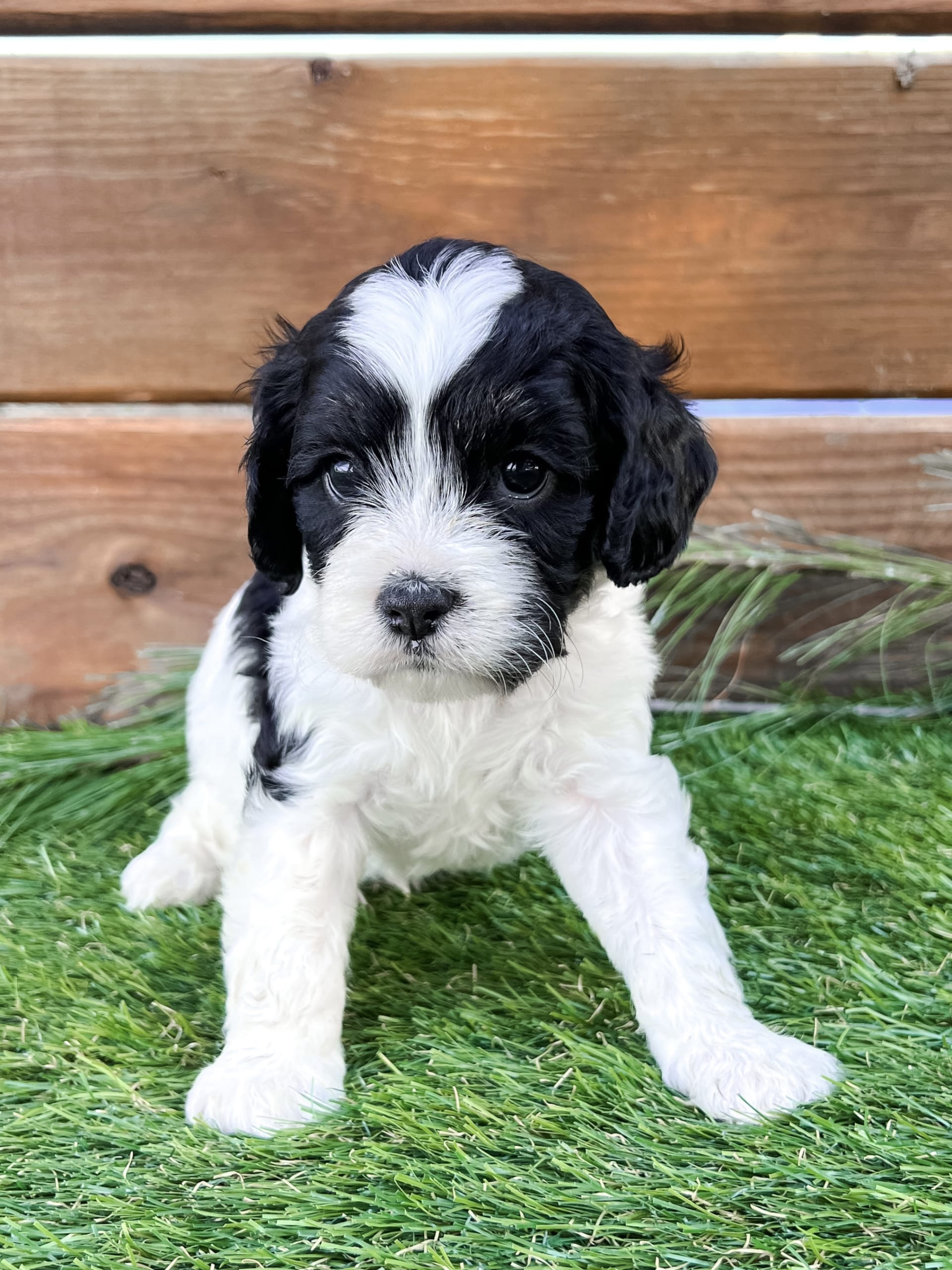 Iggy Cavapoo Puppy for Sale in Goshen, IN Lancaster Puppies